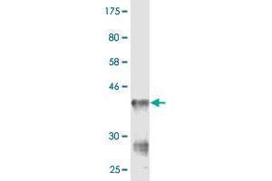 Western Blot detection against Immunogen (36. (CMAS Antikörper  (AA 164-263))