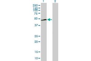 Western Blot analysis of MAP2K2 expression in transfected 293T cell line by MAP2K2 MaxPab polyclonal antibody. (MEK2 Antikörper  (AA 1-400))