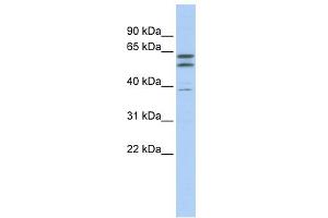 WB Suggested Anti-TUBB2A Antibody Titration:  0. (TUBB2A Antikörper  (N-Term))