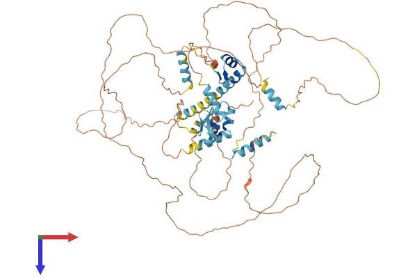 ZMAT1 Protein (AA 1-638) (His tag)