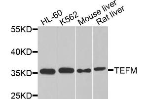 Western blot analysis of extracts of various cell lines, using TEFM antibody. (TEFM Antikörper)