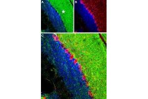 Expression of RyR1 in mouse cerebellum - Immunohistochemical staining of mouse cerebellum frozen sections using Anti-Ryanodine Receptor 1 Antibody (ABIN7043604, ABIN7045211 and ABIN7045212), (1:100), (green). (RYR1 Antikörper  (Intracellular))