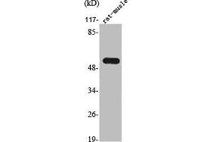 Western Blot analysis of RAT-MUSCLE cells using TrxR2 Polyclonal Antibody (TXNRD2 Antikörper  (C-Term))