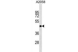 OR4S1 Antibody (C-term) (ABIN1881602 and ABIN2838742) western blot analysis in  cell line lysates (35 μg/lane). (OR4S1 Antikörper  (C-Term))