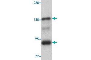 Western blot analysis of mouse kidney tissue with SEC16B polyclonal antibody  at 1 ug/mL dilution. (SEC16B Antikörper  (C-Term))