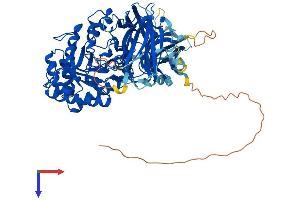 ENGASE Protein (AA 1-734) (His tag)