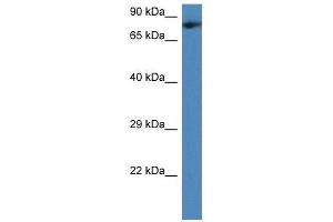 Western Blot showing Tmco3 antibody used at a concentration of 1. (TMCO3 Antikörper  (Middle Region))