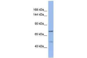Western Blotting (WB) image for anti-KAT8 Regulatory NSL Complex Subunit 1-Like (KANSL1L) (C-Term) antibody (ABIN2785193) (KANSL1L Antikörper  (C-Term))