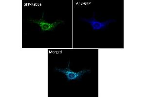 Immunofluorescence (IF) image for anti-Green Fluorescent Protein (GFP) antibody (DyLight 405) (ABIN7273059) (GFP Antikörper  (DyLight 405))
