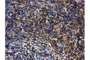 Image no. 11 for anti-Protein Disulfide Isomerase Family A, Member 4 (PDIA4) antibody (ABIN1500110)