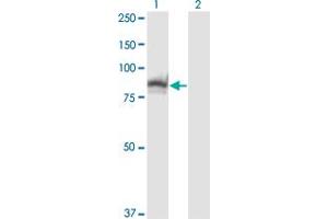 Western Blotting (WB) image for anti-Slingshot Homolog 3 (SSH3) (AA 293-392) antibody (ABIN599261) (SSH3 Antikörper  (AA 293-392))
