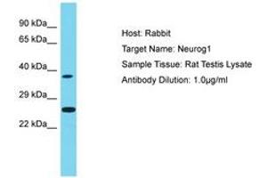 Image no. 1 for anti-Neurogenin 1 (NEUROG1) (AA 51-100) antibody (ABIN6750261) (Neurogenin 1 Antikörper  (AA 51-100))