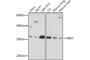 Western blot analysis of extracts of various cell lines, using NEK7 Rabbit mAb (ABIN7268843) at 1:1000 dilution. (NEK7 Antikörper)