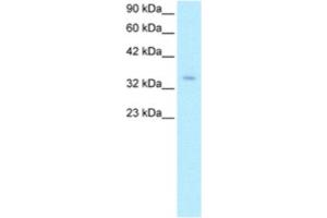 Western Blotting (WB) image for anti-Zinc Finger Protein 391 (ZNF391) antibody (ABIN2460340)