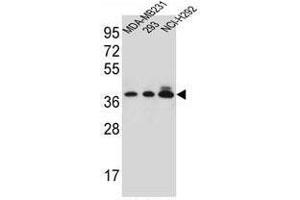 TAS2R1 Antibody (C-term) western blot analysis in MDA-MB231,293,NCI-H292 cell line lysates (35µg/lane). (TAS2R1 Antikörper  (C-Term))