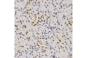 Immunohistochemistry of paraffin-embedded rat kidney using TriMethyl-Histone H3-K79 antibody.