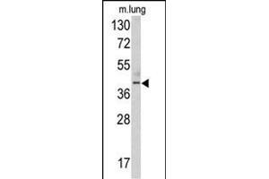 Western blot analysis of TDG antibody (N-term) (ABIN390559 and ABIN2840890) in mouse lung tissue lysates (35 μg/lane). (TDG Antikörper  (N-Term))