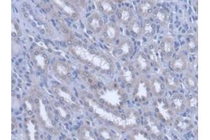 IHC-P analysis of Rat Kidney Tissue, with DAB staining. (PLTP Antikörper  (AA 337-479))