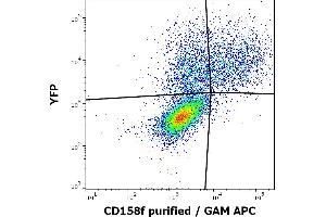 Flow cytometry surface staining pattern of KIR2DL5A (CD158f) transfected HEK-293 cells co-transfected with YFP coding plasmid using anti-human CD158f (UP-R1) purified antibody (concentration in sample 4 μg/mL, GAM APC). (KIR2DL5A Antikörper)