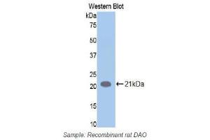 Western Blotting (WB) image for anti-Amiloride Binding Protein 1 (Amine Oxidase (Copper-Containing)) (ABP1) (AA 176-328) antibody (ABIN1173375) (DAO Antikörper  (AA 176-328))