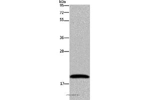 Western blot analysis of 293T cell, using NDUFA8 Polyclonal Antibody at dilution of 1:300 (NDUFA8 Antikörper)
