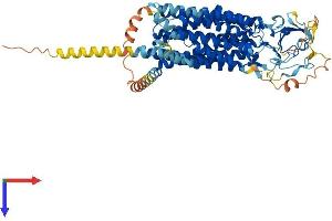 Organic Anion Transporter LST-3b (LST-3TM12) (AA 1-640) protein (His tag)