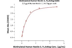 Immobilized Human Nectin-1, His Tag (ABIN2181680,ABIN2181679) at 2 μg/mL (100 μL/well) can bind Biotinylated Human Nectin-3, Fc,Avitag (ABIN5526674,ABIN5526675) with a linear range of 0.