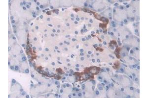 IHC-P analysis of Rat Pancreas Tissue, with DAB staining. (UCP1 Antikörper  (AA 179-296))