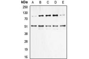 Western blot analysis of NF-kappaB p105/p50 (pS337) expression in HeLa (A), HEK293T TNF-treated (B), NIH3T3 (C), Raw264. (NFKB1 Antikörper  (pSer337))