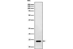 Western blot analysis of RNF7 expression in HepG2 cell lysate.