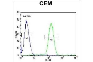 WAS Antibody (Center) (ABIN653830 and ABIN2843097) flow cytometric analysis of CEM cells (right histogram) compared to a negative control cell (left histogram). (WASP Antikörper  (AA 116-144))