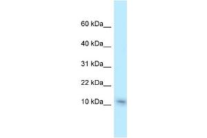 WB Suggested Anti-Nme1 Antibody Titration: 1. (NME1 Antikörper  (C-Term))