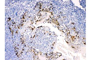 anti-Anterior Gradient Homolog 2 (Xenopus Laevis) (AGR2) (AA 21-175) antibody