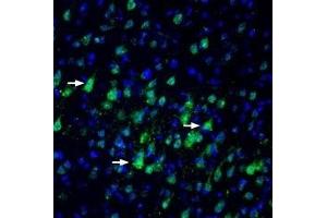 Expression of Nectin-3 in rat parietal cortexImmunohistochemical staining of perfusion-fixed frozen rat brain sections with Anti-Nectin-3/PVRL3 (extracellular) Antibody (ABIN7043441, ABIN7044696 and ABIN7044697), (1:100), followed by goat anti-rabbit-AlexaFluor-488.