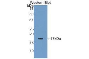 Western Blotting (WB) image for anti-Inhibin, alpha (INHA) (AA 233-366) antibody (ABIN1078184) (Inhibin alpha Antikörper  (AA 233-366))