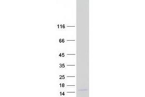 Validation with Western Blot (SERP1 Protein (Myc-DYKDDDDK Tag))