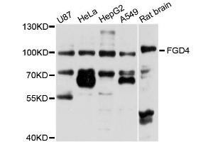 Western blot analysis of extracts of various cell lines, using FGD4 antibody (ABIN5996251) at 1/1000 dilution. (FGD4 Antikörper)
