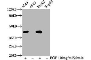 Western Blot Positive WB detected in A549 whole cell lysate,HepG2 whole cell lysate(treated with EGF or not) All lanes Phospho-MAPK3 antibody at 2. (Rekombinanter ERK1 Antikörper  (pThr185, pThr202))