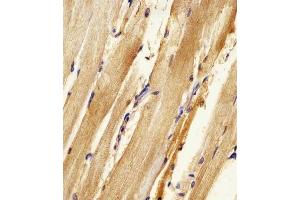 (ABIN6242157 and ABIN6578316) staining Zebrafish ak2 in zebra fish body tissue sections by Immunohistochemistry (IHC-P - paraformaldehyde-fixed, paraffin-embedded sections). (Adenylate Kinase 2 Antikörper  (N-Term))