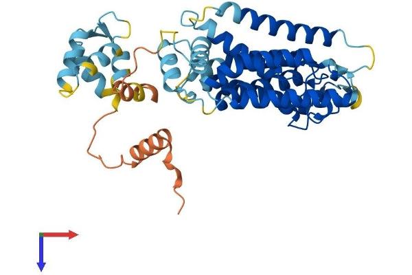 RHBDL3 Protein (AA 1-404) (His tag)