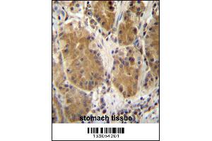PCDHB5 Antibody immunohistochemistry analysis in formalin fixed and paraffin embedded human stomach tissue followed by peroxidase conjugation of the secondary antibody and DAB staining.