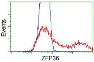 HEK293T cells transfected with either RC202049 overexpress plasmid (Red) or empty vector control plasmid (Blue) were immunostained by anti-ZFP36 antibody (ABIN2454209), and then analyzed by flow cytometry. (ZFP36 Antikörper)