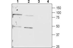 Western blot analysis of rat (lanes 1 and 3) and mouse (lanes 2 and 4) heart lysates: - 1,2. (Cx40/GJA5 Antikörper  (C-Term, Intracellular))