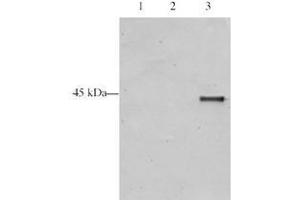 Image no. 1 for anti-Inhibitor of Growth Family, Member 5 (ING5) (AA 127-140) antibody (ABIN297204) (ING5 Antikörper  (AA 127-140))
