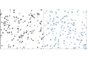 Immunocytochemistry (ICC) image for anti-Granzyme B (GZMB) (AA 19-247) antibody (ABIN7449554) (Rekombinanter GZMB Antikörper  (AA 19-247))