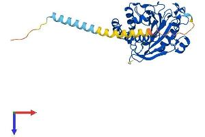 B4GALT4 Protein (AA 1-344) (His tag)