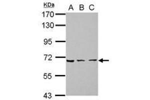 Image no. 1 for anti-Zinc Finger Protein 416 (ZNF416) (AA 93-431) antibody (ABIN1501843) (ZNF416 Antikörper  (AA 93-431))