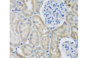 Immunohistochemistry of paraffin-embedded Rat kidney using GFER Polyclonal Antibody at dilution of 1:100 (40x lens). (GFER Antikörper)