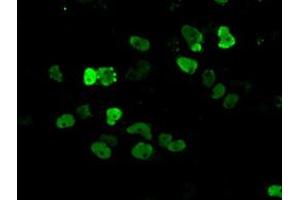 Image no. 11 for anti-Aryl Hydrocarbon Receptor Nuclear Translocator (ARNT) antibody (ABIN1496729) (ARNT Antikörper)