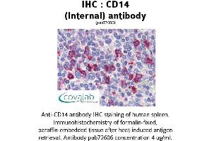 Image no. 1 for anti-CD14 (CD14) (Internal Region) antibody (ABIN1732816) (CD14 Antikörper  (Internal Region))